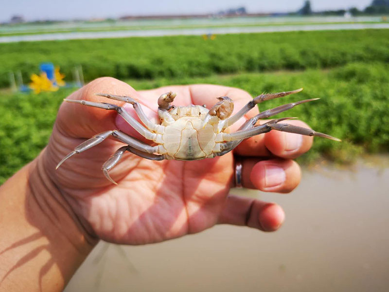 扣蟹培育池